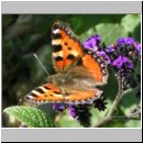 Aglais urticae - Kleiner Fuchs 09.jpg